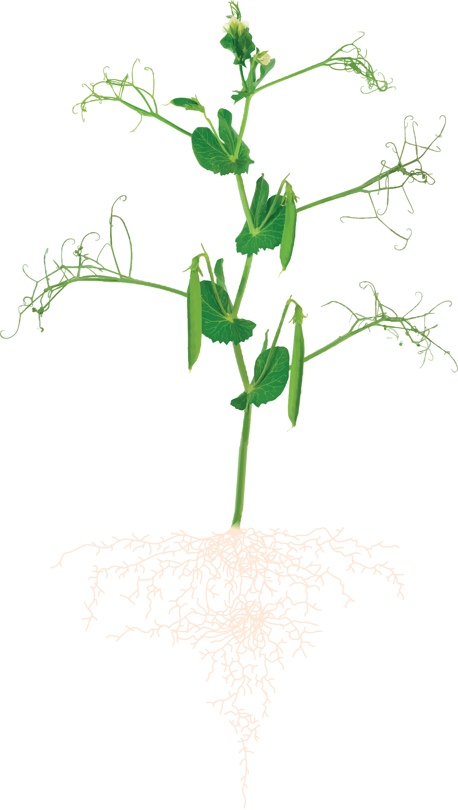 Hrach-siaty