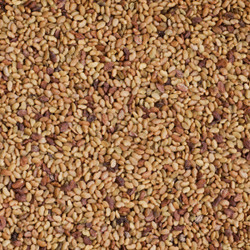 Ďatelina alexandrijská / trifolium alexandrinum - 25kg