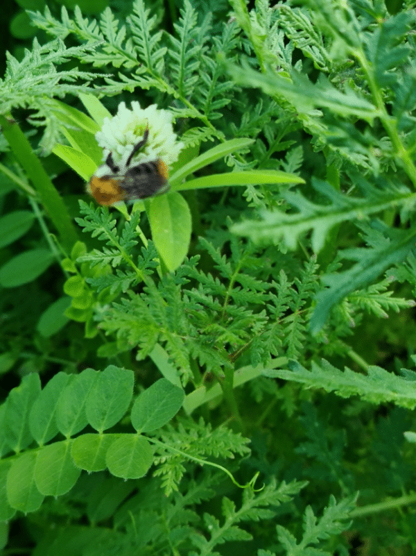 Ďatelina alexandrijská / trifolium alexandrinum - 25kg