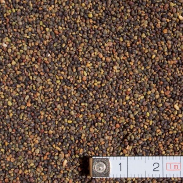 Ďatelina hybridná / trifolium hybridum - 25kg
