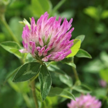 Ďatelina lúčna  / trifolium pratense
