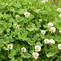 Ďatelina plazivá / trifolium repens