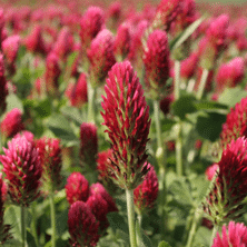Ďatelina purpurová / trifolium incarnatum