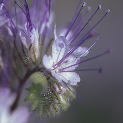 Facélia vratičolistá / facelia tanacetifolia