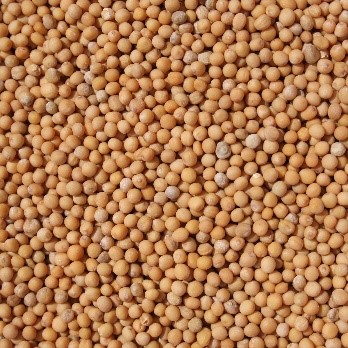 Horčica biela / sinapis alba - 25kg