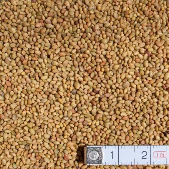 Komonica lekárska / melilotus officinalis - 25kg