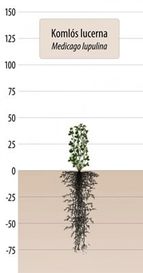Lucerna ďatelinová / medicago lupulina - 25kg
