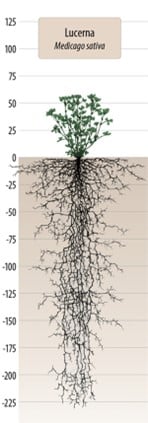 lucerna siata / medicago sativa