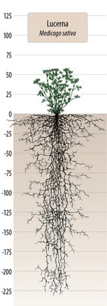 Lucerna siata / medicago sativa – inokulovaná 25kg
