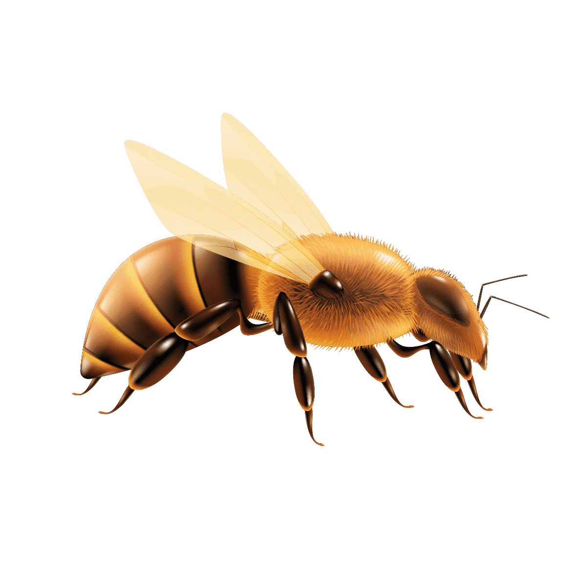 vcela