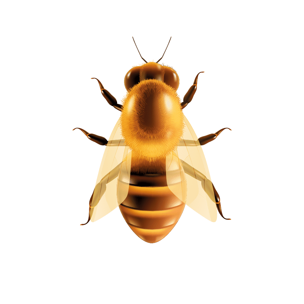 vcela