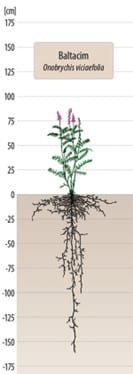 Vičenec vikolistý / onobrychis viciaefolia - 25kg