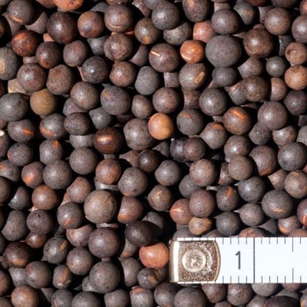 Vika huňatá / vicia villosa - 25kg