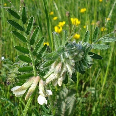 Vika panónska / vicia pannonica - 25kg